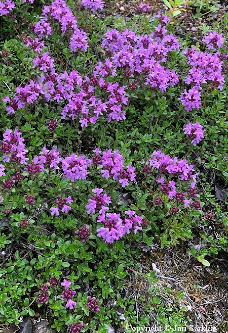 Thymus praecox ssp. arcticus, islanninnummiajuruoho